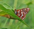 Euphydryas cynthia bk4026