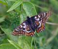 Euphydryas cynthia bk4033