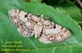 Eupithecia_abietaria_21