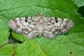 Eupithecia_abietaria_cc6690s