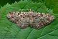 Eupithecia_abietaria_cu1036s