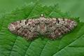 Eupithecia_abietaria_cu1061s