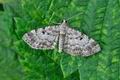 Eupithecia_abietaria_hz4268