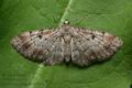 Eupithecia_abietaria_ja9449s