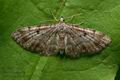 Eupithecia_abietaria_ja9458s