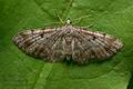 Eupithecia_abietaria_ja9458s