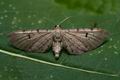Eupithecia_absinthiata_co1535s