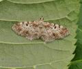 Eupithecia_analoga_bg0954