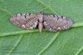 Eupithecia_assimilata_bj5576