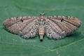 Eupithecia_assimilata_ce9268s