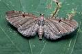 Eupithecia_assimilata_ce9317s