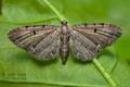 Eupithecia_assimilata_ch7003s