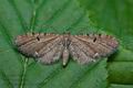 Eupithecia_assimilata_ci2071s