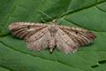 Eupithecia_assimilata_ct5010s