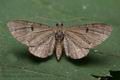 Eupithecia_assimilata_cx4843s