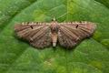 Eupithecia_assimilata_cy2202s