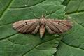 Eupithecia_assimilata_jg2984s