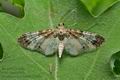 Eupithecia_breviculata_j7780s