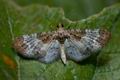 Eupithecia_breviculata_ja1729s