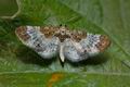 Eupithecia_breviculata_ja1746s