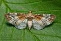 Eupithecia_breviculata_ja4928s