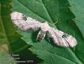 Eupithecia_centaureata_10753