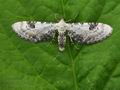 Eupithecia_centaureata_bk1998