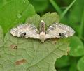 Eupithecia_centaureata_bm1001