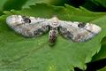 Eupithecia_centaureata_cc5688s