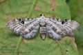 Eupithecia_centaureata_cn2465s