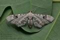 Eupithecia_centaureata_cx2325s