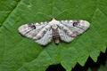 Eupithecia_centaureata_je3601s