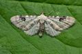 Eupithecia_centaureata_je3645s