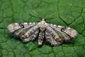 Eupithecia_centaureata_jf1100s