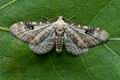 Eupithecia_centaureata_jg1855s