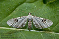 Eupithecia_centaureata_jj5169s