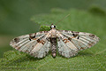 Eupithecia_extremata_ja3455s