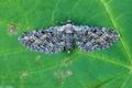 Eupithecia_icterata_bv0225