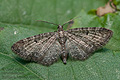 Eupithecia_impurata_cj4402s