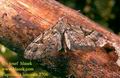 Eupithecia_lanceata_2706