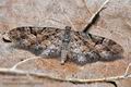 Eupithecia_lanceata_cg6946s