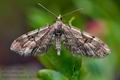 Eupithecia_lanceata_ch0042s