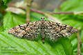 Eupithecia_lanceata_cs3851s