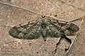 Eupithecia_lanceata_j1773s