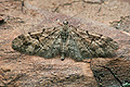 Eupithecia_lanceata_j1785s