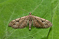 Eupithecia_lanceata_j3464s
