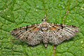 Eupithecia_laquaearia_ja5996s