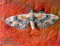 Eupithecia_linariata_10304