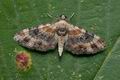 Eupithecia_linariata_cy1876s