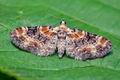 Eupithecia_pulchellata_cj5074s